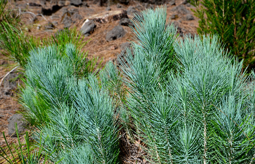 Young green sprouts of Canary Island pine (Pinus canariensis) in the mountain forest of Tenerife,Canary Islands,Spain.\nSelective focus.