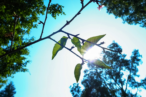 Close-up of green leaves with backlit and blue sky. Nature scene.