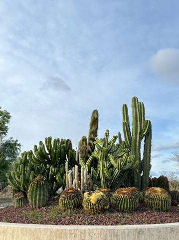 Close up of a cactus garden in Sardinia.