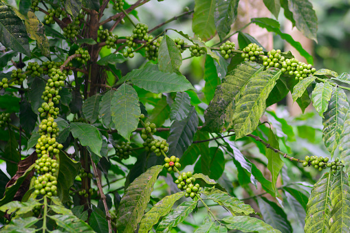 Green young coffee beans on branches growing in the wild