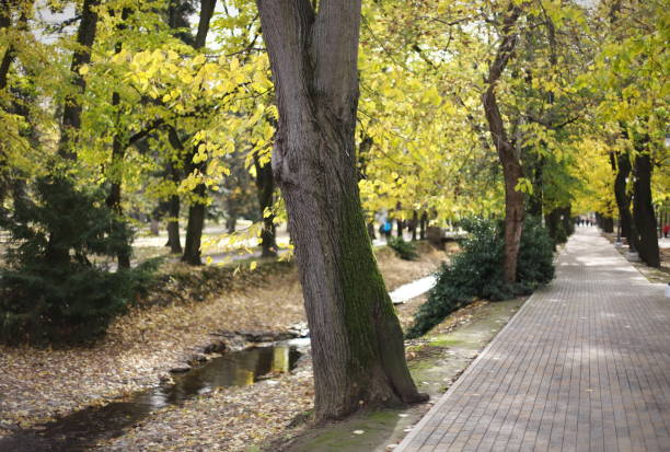 istock Path in the park Vrnjacka Banja - Serbia 1802151098