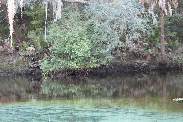 istock Lithia Springs State Park in Florida 180215324
