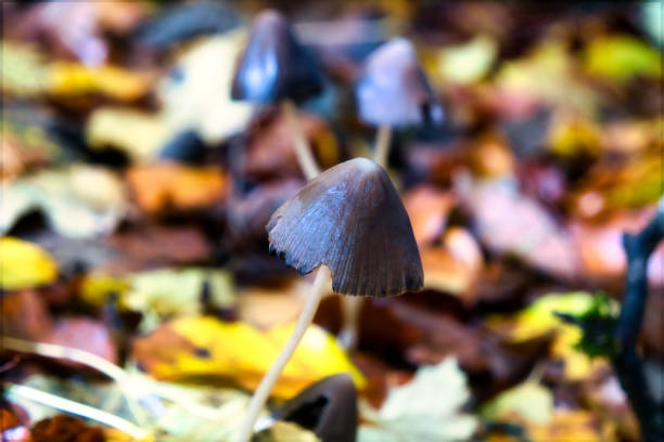 mushrooms at a natural environment inside a forest at autumn season with old wood, leaves and moss, close up view