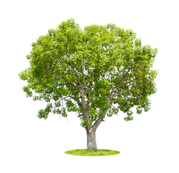 istock Cochlospermum regium or yellow silk cotton tree isolated on white. 1802155019