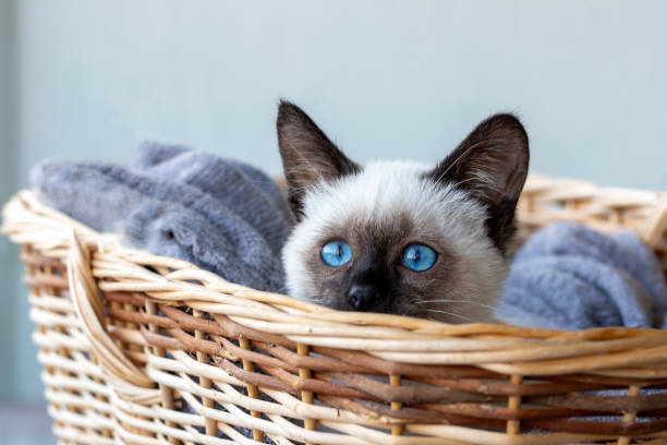 istock Cute kitten siamese cat indoor 1802161607