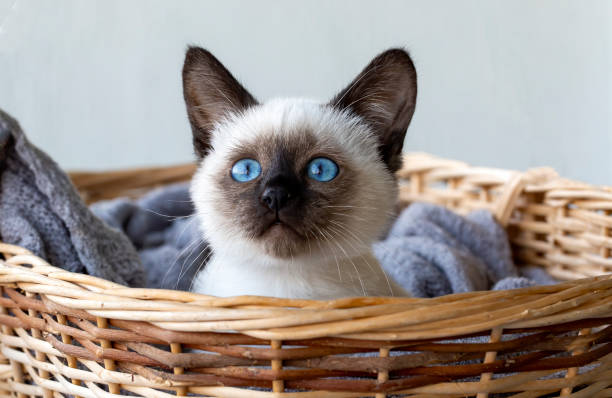 istock Cute kitten siamese cat indoor 1802161608