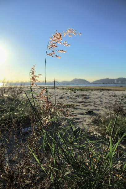 istock Close-up of Melinis Repens, common name are rose natal grass, with backlit. 1802161624