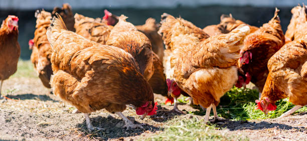 istock Chickens on traditional free range poultry farm 1802165568