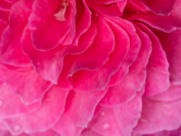 istock Delicate Yuzen rose petals as nature background 1802170598