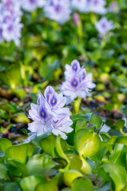 istock Common water hyacinth flowers from a little pond 1802172732
