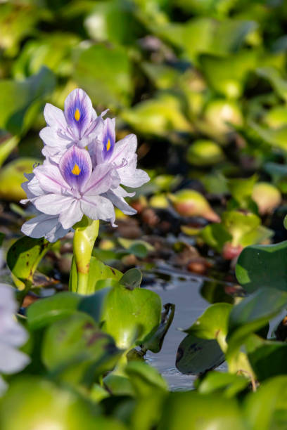 istock Common water hyacinth flowers from a little pond 1802173249