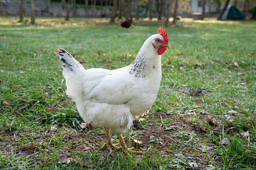 Beautiful chicken with eggs on hay in henhouse