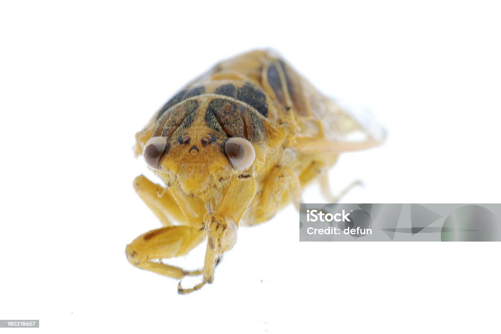 小さな昆虫黄色のセミマクロ�絶縁型 - カットアウトのロイヤリティフリーストックフォト