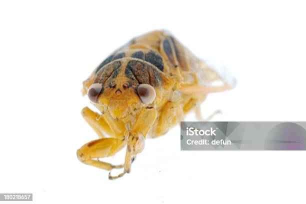 작은 곤충 옐로우 매미 접사를 격리됨에 곤충에 대한 스톡 사진 및 기타 이미지 - 곤충, 노랑, 동물