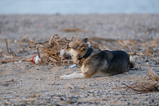 Little lonely dog, in need of love