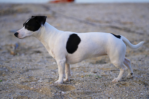 Cute little dog. Black and white colors