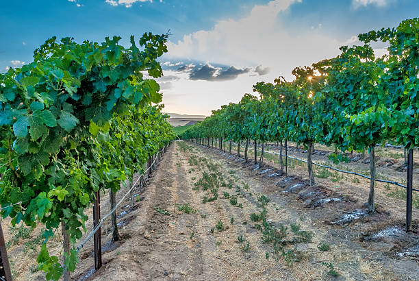istock Row of grapes at a winery in summer 180218710