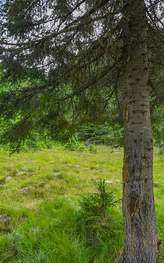 Detail of a spruce tree with natural resin coming out of its bark, growing in a grassy meadow full of coniferous trees. Carpathia, Romania.
