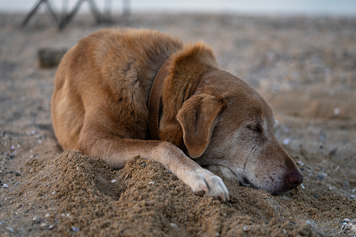 stray dog lying on the beach