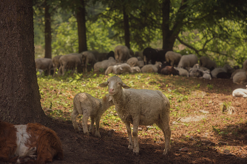 Young Himalayan lamb in a herd, grazing in the forests of Himachal Pradesh