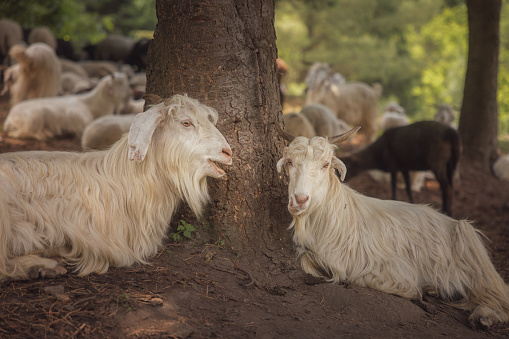 Himalayan mountain goats in a herd, resting under a tree