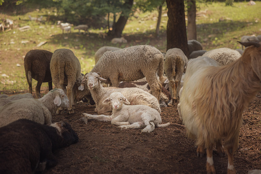 Himalayan lamb with newborn baby in a herd, grazing in the forests of Himachal Pradesh