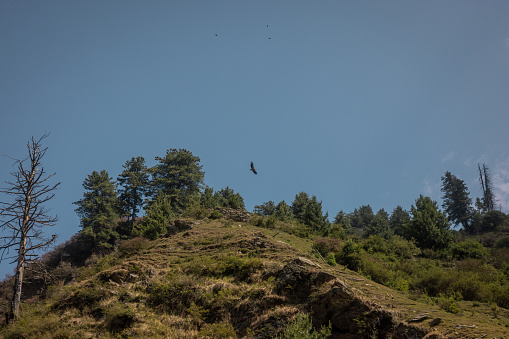 Vulture flying over the mountain peak