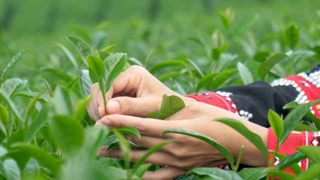 Slow motion 4K close-up hands of tribal woman wearing a Hmong dress picking tea leaves in a plantation.