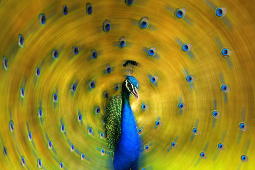 Close up Portrait of beautiful peacock showing feathers out with radial effect