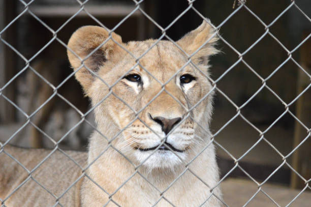 istock Lioness behind a chain-link fence 1802214489