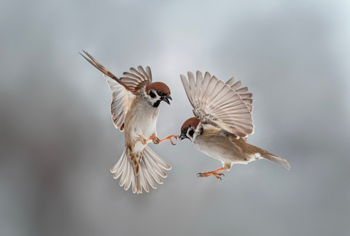 two small sparrow birds flap their wings and feathers and fight in flight in the new year's snow garden