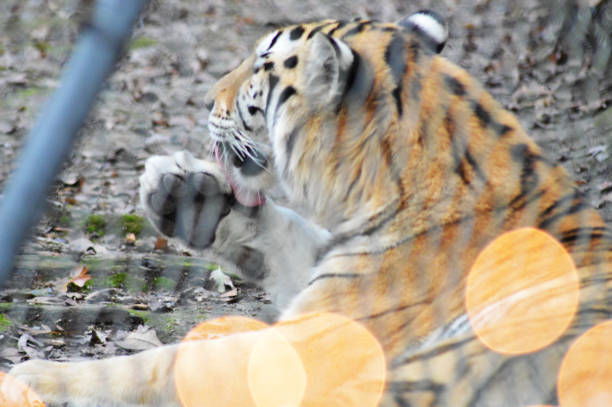 istock Tiger in a Zoo 1802215572