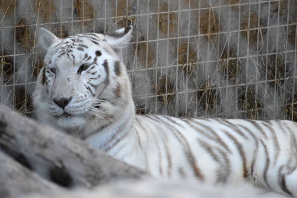 Tiger living in animal sanctuary, rescued from animal trade. OLYMPUS DIGITAL CAMERA