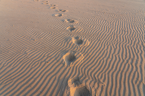 Footprints on the wave pattern sand background