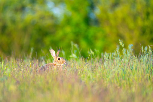 On a sunny morning there is a Rabbit sitting among the tall blades of grass and flowers on the field