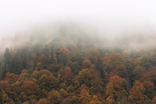 Fog in autumn mountains. Foggy day in autumn forest. Amazing autumn forest with vibrant colors foliage. Autumnal misty landscape. Carpathian mountains landscape, Ukraine. November landscape.