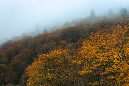 Fog in autumn mountains. Foggy day in autumn forest. Amazing autumn forest with vibrant colors foliage. Autumnal misty landscape. Carpathian mountains landscape, Ukraine. November landscape.