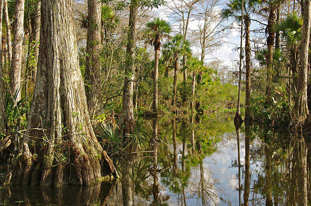 Florida Everglades Beautiful ecosystem of the South Florida everglades.  Alligators, turtles and birds inhabit this tropical paradise. everglades national park stock pictures, royalty-free photos & images