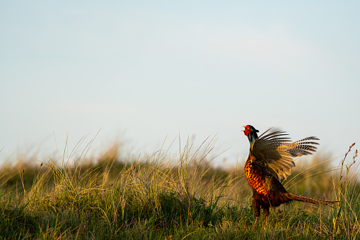 After the Calling, this pheasant beats his wings on the field this beautiful morning