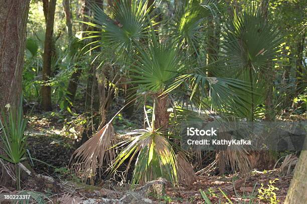 Lithia Springs Park En Florida Foto de stock y más banco de imágenes de Aire libre - Aire libre, Arbusto, Camping