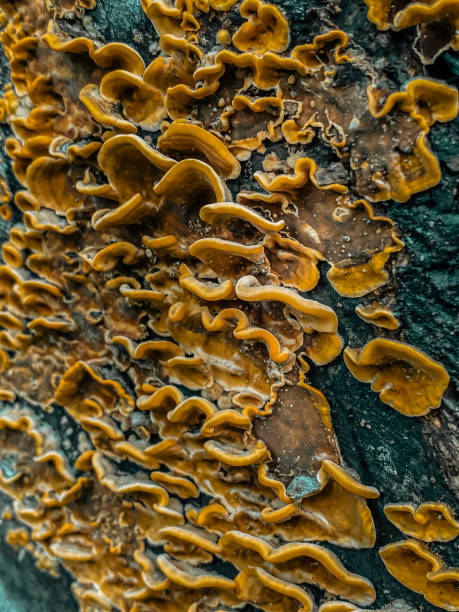 istock Yellow mushroom on a tree trunk. Close-up. Nature. 1802234513