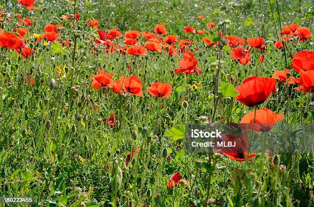 Campo De Papaveráceas - Fotografias de stock e mais imagens de Ao Ar Livre - Ao Ar Livre, Botânica - Ciência de plantas, Cabeça de Flor