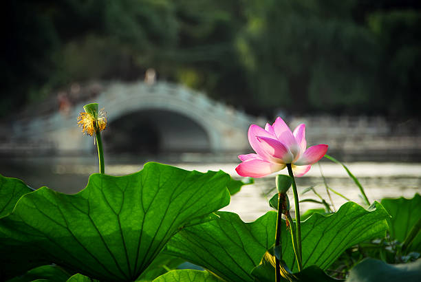 Lotus and Chinese Bridge stock photo