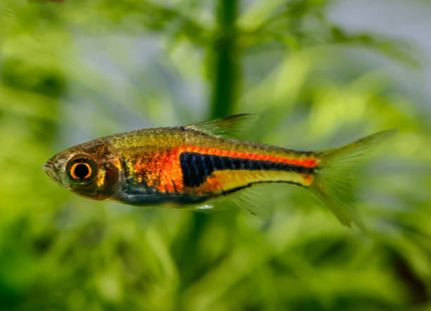 istock False Harlequin rasbora, Lambchop rasbora, scientific name is Trigonostigma espei, in freshwater aquarium. 1802236161