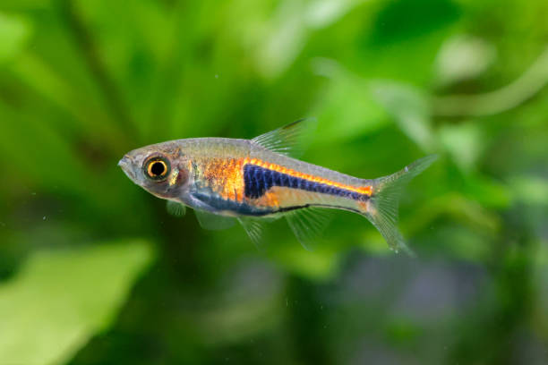 istock False Harlequin rasbora, Lambchop rasbora, scientific name is Trigonostigma espei, in freshwater aquarium. 1802236178