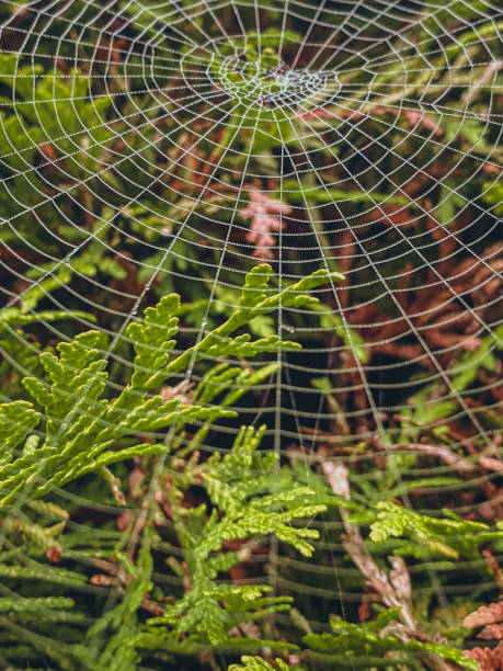 istock Spider web with dewdrops on the background of green plants 1802236182