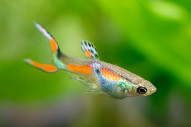 istock Wild type endler's guppy fish (Poecilia wingei) with tropical nature background. 1802236194