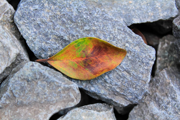 Close-up of the fallen leaves with sunlight. Nature scene.