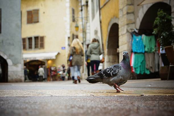 Urban pigeon stock photo