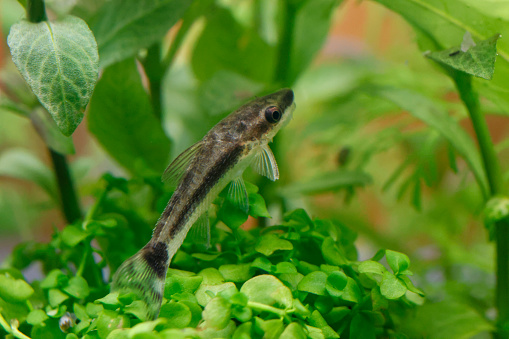 Close up, Otocinclus in aquarium freshwater fish tank.